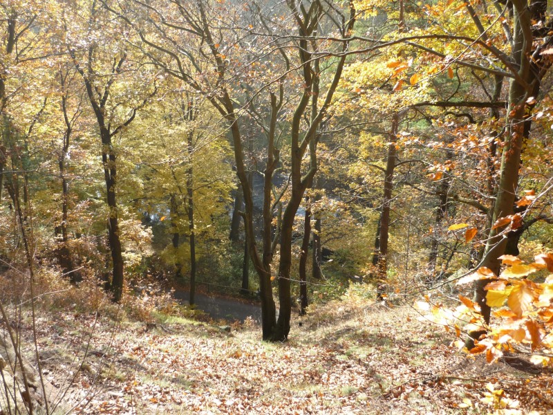VIIte_HMGW_15.jpg