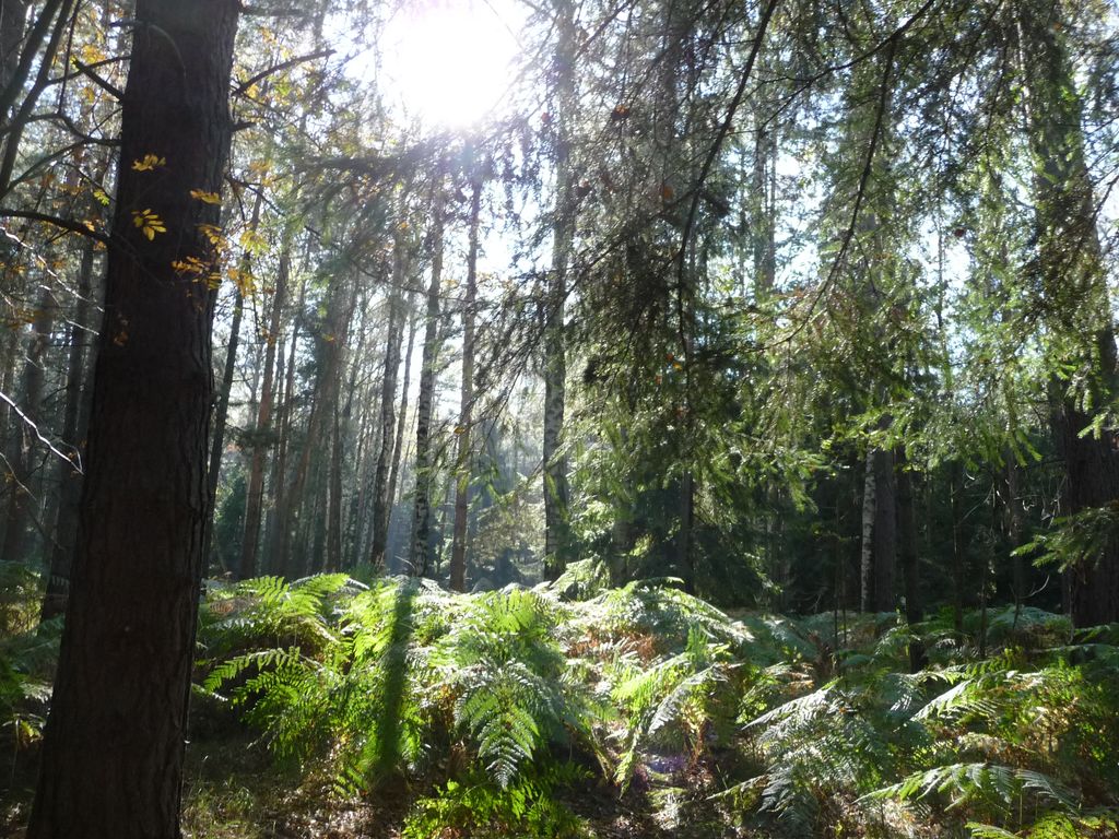 VIII_HMGW_Dresdner_Heide_30.jpg