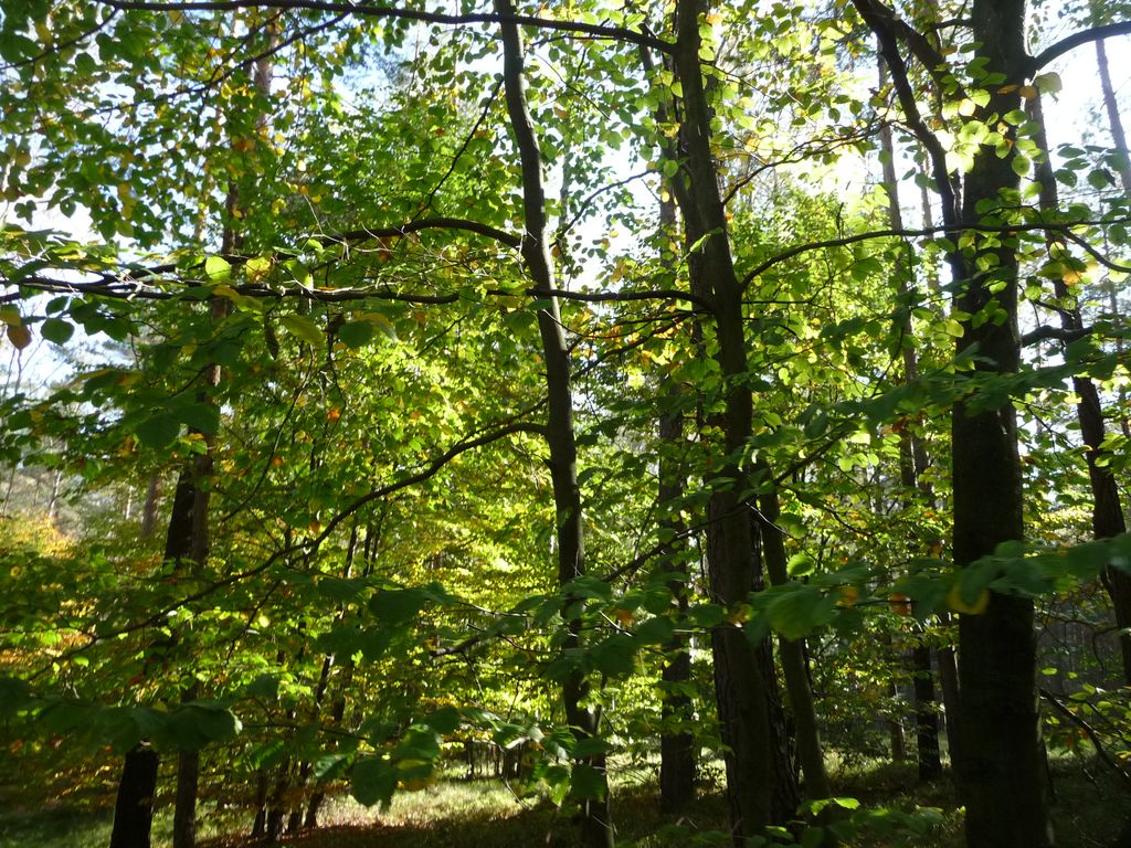 VIII_HMGW_Dresdner_Heide_35.jpg