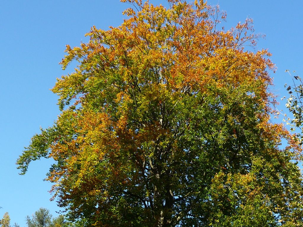 VIII_HMGW_Dresdner_Heide_50.jpg