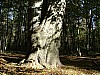 VIII_HMGW_Dresdner_Heide_15.jpg