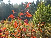 VIII_HMGW_Dresdner_Heide_49.jpg