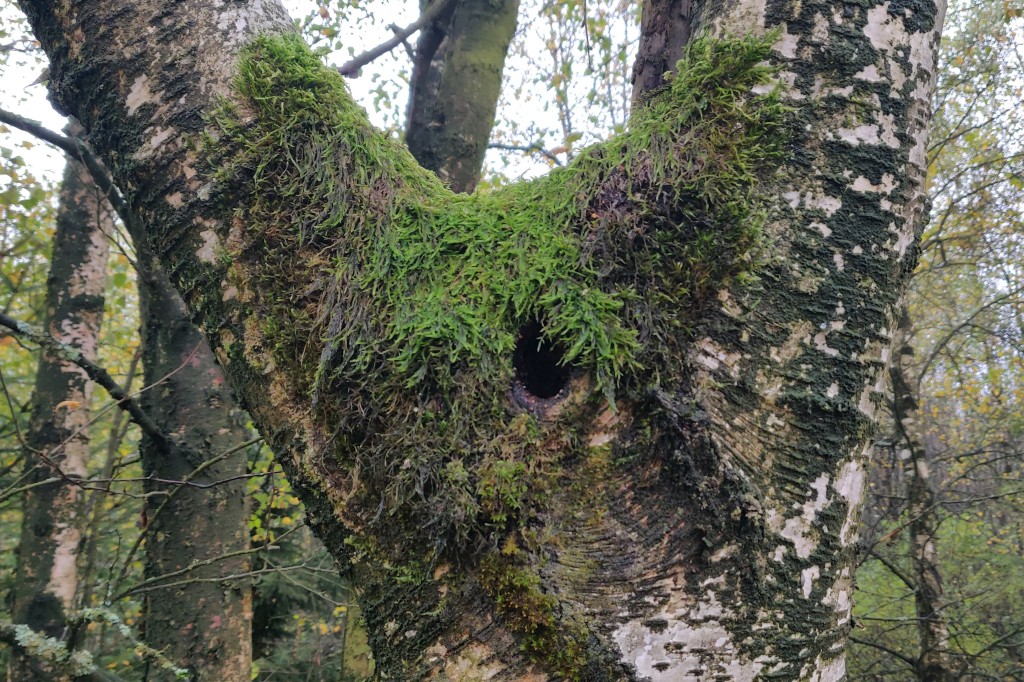 MGGW-2019 - 0340.jpg