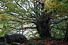 MGGW-2019 - 1510.jpg